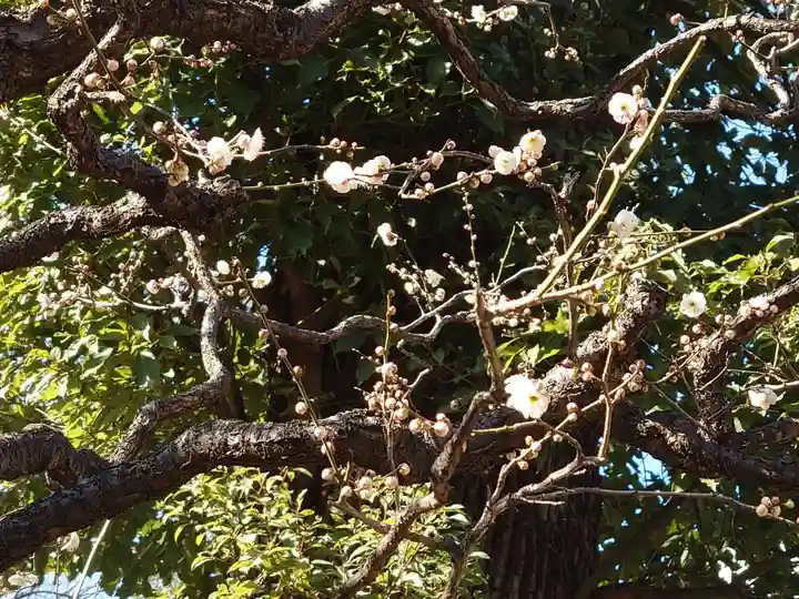 西向天神社の自然