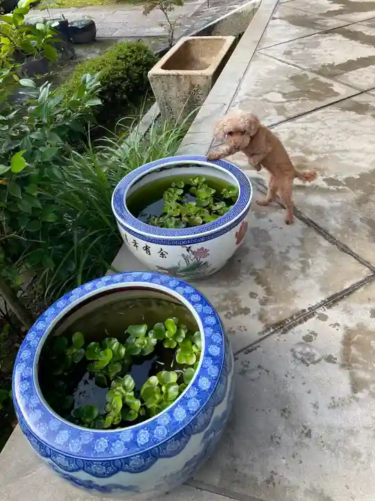 伊勢の国 四天王寺の動物
