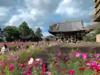 般若寺 ❁コスモス寺❁(奈良県)