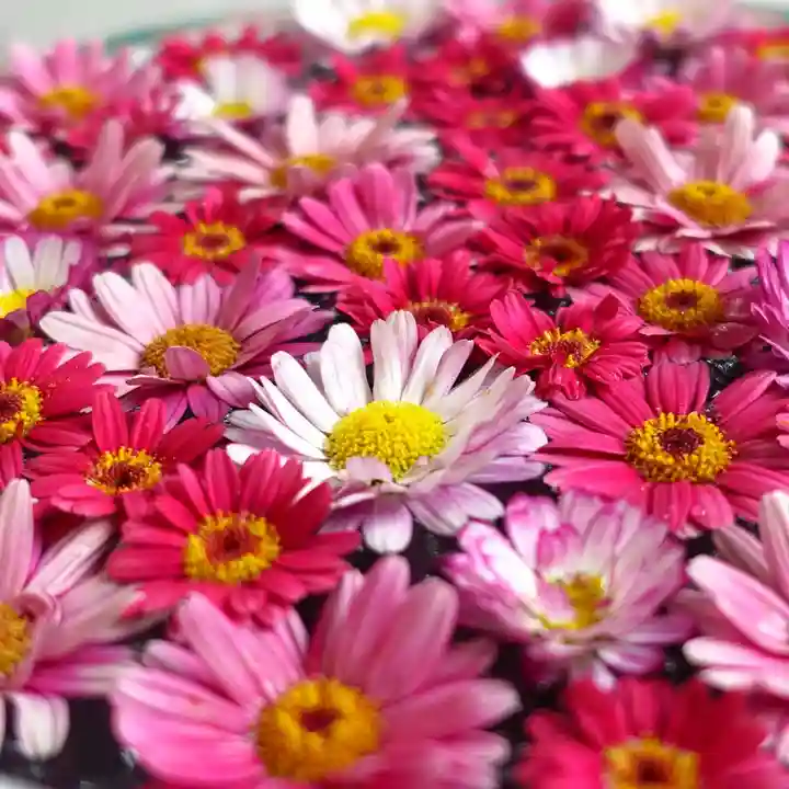 帯廣神社の手水舎