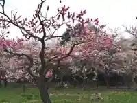 開拓神社の自然