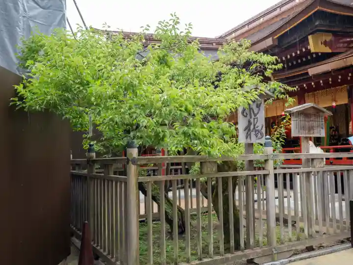 太宰府天満宮(福岡県)
