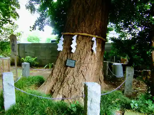 一山神社の自然