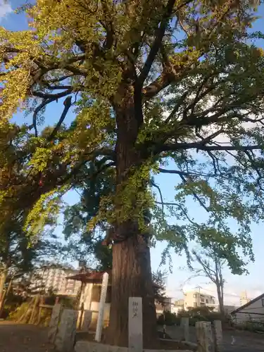 岡田神社の自然