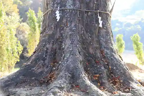 阿久津「田村神社」（郡山市阿久津町）旧社名：伊豆箱根三嶋三社の自然