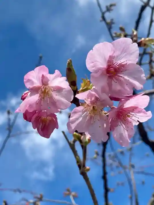 東寺(教王護国寺)の自然