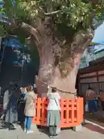 宇佐神宮の自然