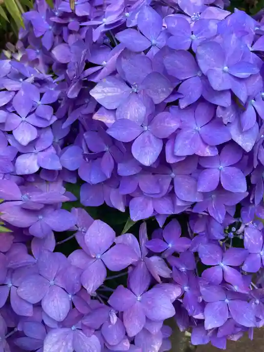 東京大神宮(東京都)
