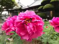 真言宗 善通寺派 薬王寺の自然