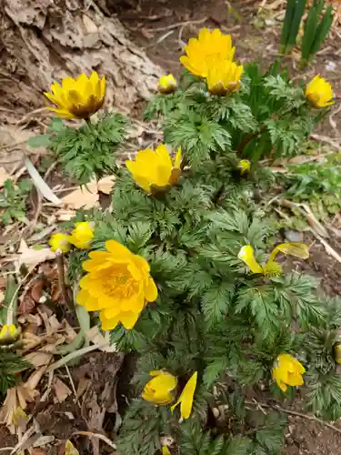 鷺宮八幡神社の自然