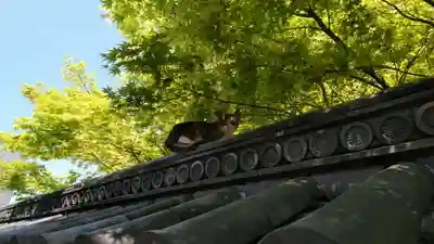 国清寺の動物