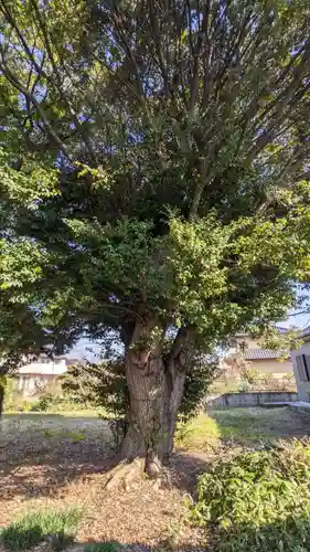 天神社（土田）の自然