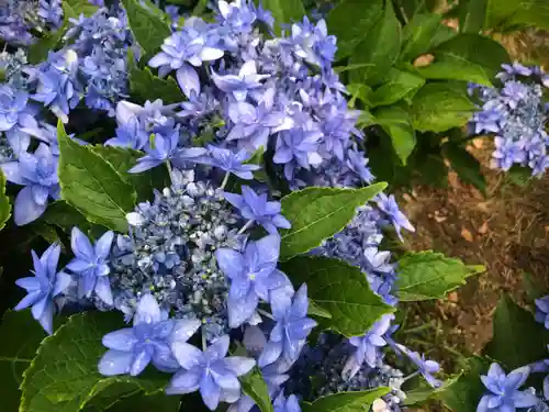 三室戸寺の自然