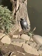 武蔵一宮氷川神社の動物