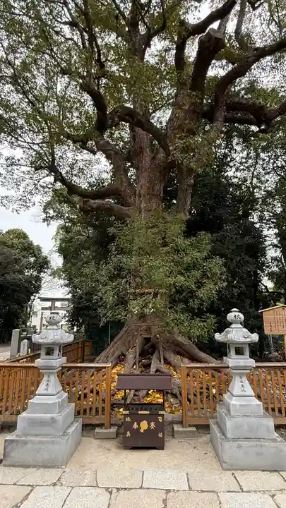 和泉國一之宮 大鳥大社(大阪府)