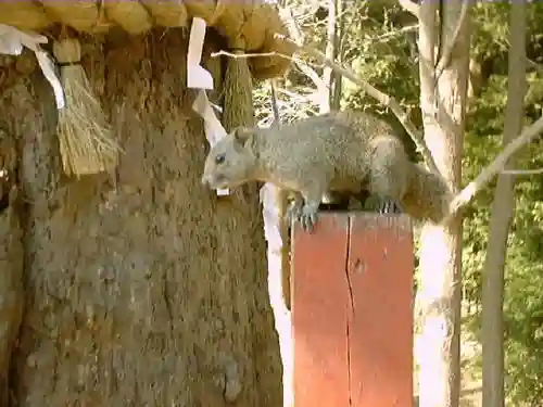 鶴岡八幡宮の動物