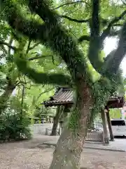 諏訪神社の自然