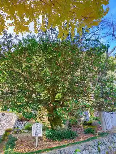 堀越癪観音(和歌山県)