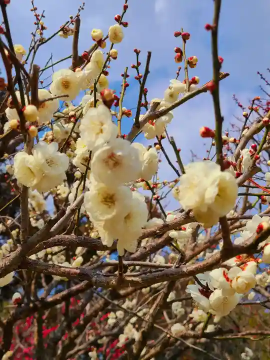 太宰府天満宮の自然