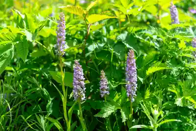 白山比咩神社　奥宮(石川県)