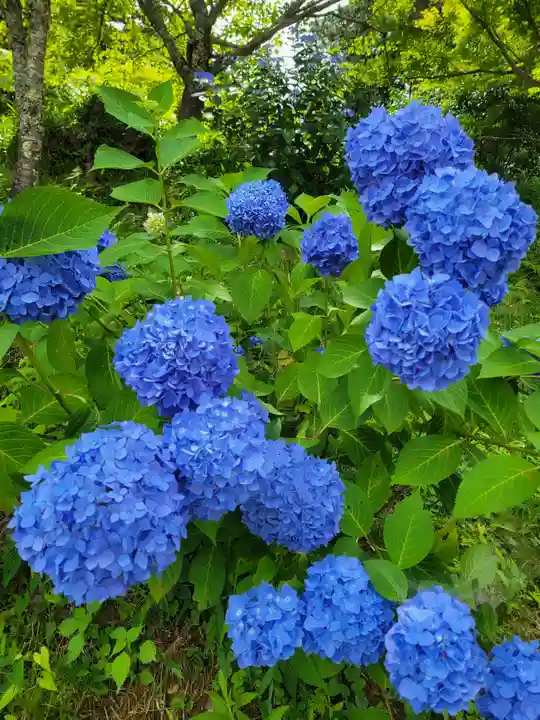 観音寺(京都府)
