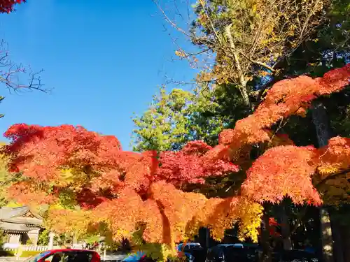 武田神社の自然