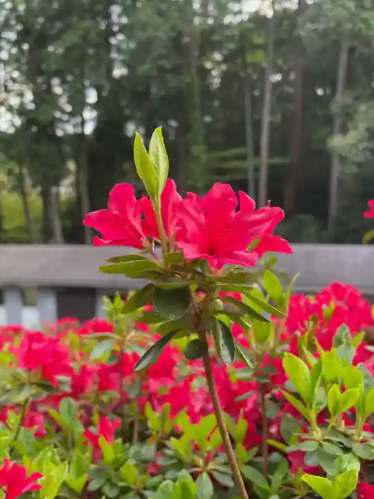 塩船観音寺の自然