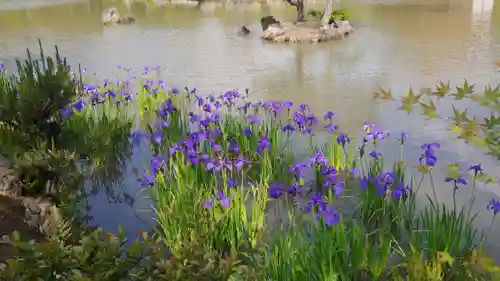 鹿苑寺（金閣寺）の庭園