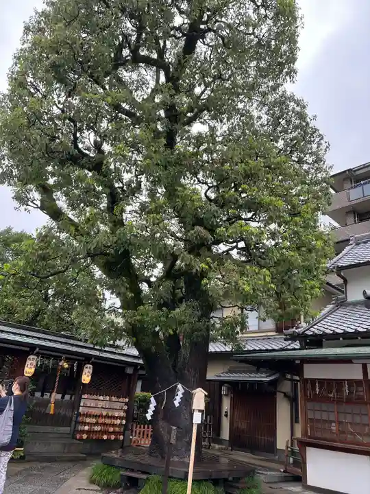 晴明神社の自然