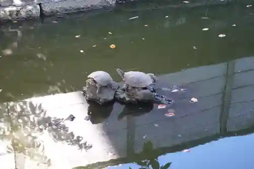 磐井神社の動物