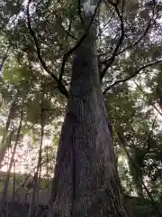 伊勢神宮内宮（皇大神宮）の自然