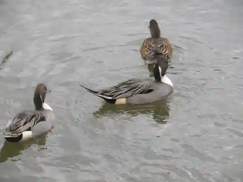 鶴岡八幡宮の動物