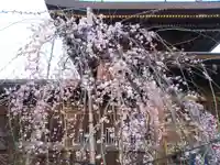 湯島天満宮の自然