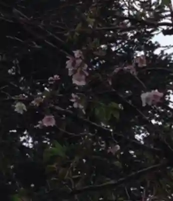 櫻木神社(千葉県)