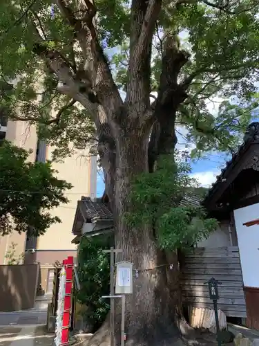 菅生神社の自然