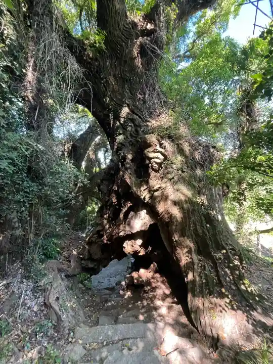 大山祇神社奥の院 生樹の御門の{uncategorized: "未分類", other: "その他", undefined: "問題あり", building: "その他建物", grave: "お墓", sacred_gate: "鳥居", guardian: "狛犬", statue: "像", buddha: "仏像", history: "歴史", nature: "自然", garden: "庭園", animal: "動物", pagoda: "塔", temizu: "手水舎", mountain_gate: "山門・神門", sanctuary: "本殿・本堂", subordinate: "末社・摂社", art: "芸術", scenery: "景色", jizo: "地蔵", ema: "絵馬", goshuin: "御朱印", omikuji: "おみくじ", items: "授与品その他", amulet: "お守り", goshuincho: "御朱印帳", eats: "食事", festival: "お祭り", votive_dance: "神楽", shichigosan: "七五三参", wedding: "結婚式", experience: "体験その他", initially: "初詣", around: "周辺", anti_infection: "感染症対策"}
