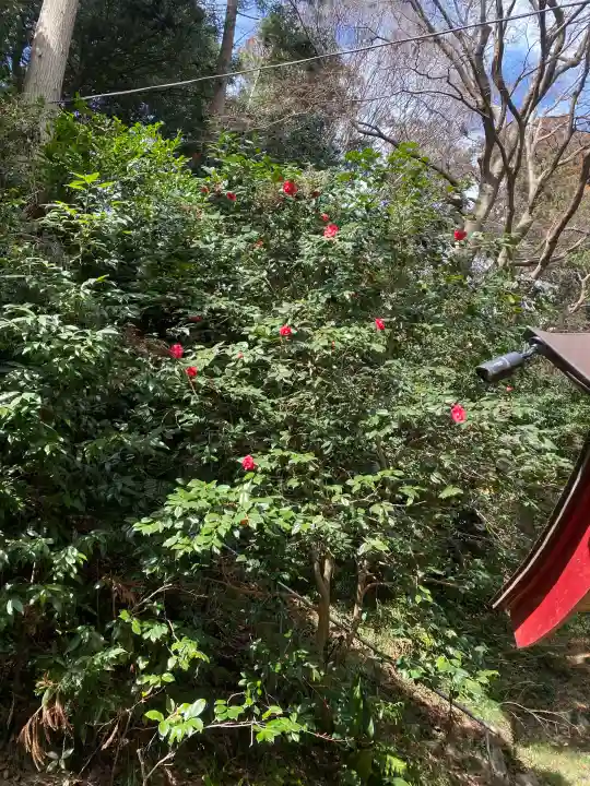大井神社の{uncategorized: "未分類", other: "その他", undefined: "問題あり", building: "その他建物", grave: "お墓", sacred_gate: "鳥居", guardian: "狛犬", statue: "像", buddha: "仏像", history: "歴史", nature: "自然", garden: "庭園", animal: "動物", pagoda: "塔", temizu: "手水舎", mountain_gate: "山門・神門", sanctuary: "本殿・本堂", subordinate: "末社・摂社", art: "芸術", scenery: "景色", jizo: "地蔵", ema: "絵馬", goshuin: "御朱印", omikuji: "おみくじ", items: "授与品その他", amulet: "お守り", goshuincho: "御朱印帳", eats: "食事", festival: "お祭り", votive_dance: "神楽", shichigosan: "七五三参", wedding: "結婚式", experience: "体験その他", initially: "初詣", around: "周辺", anti_infection: "感染症対策"}