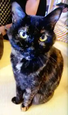 五十稲荷神社(栄寿稲荷神社)(東京都)