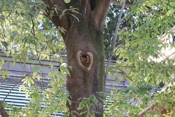 阿邪訶根神社の自然