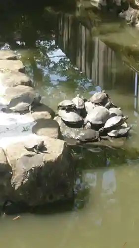 石切劔箭神社(大阪府)