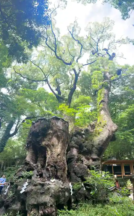 來宮神社の{uncategorized: "未分類", other: "その他", undefined: "問題あり", building: "その他建物", grave: "お墓", sacred_gate: "鳥居", guardian: "狛犬", statue: "像", buddha: "仏像", history: "歴史", nature: "自然", garden: "庭園", animal: "動物", pagoda: "塔", temizu: "手水舎", mountain_gate: "山門・神門", sanctuary: "本殿・本堂", subordinate: "末社・摂社", art: "芸術", scenery: "景色", jizo: "地蔵", ema: "絵馬", goshuin: "御朱印", omikuji: "おみくじ", items: "授与品その他", amulet: "お守り", goshuincho: "御朱印帳", eats: "食事", festival: "お祭り", votive_dance: "神楽", shichigosan: "七五三参", wedding: "結婚式", experience: "体験その他", initially: "初詣", around: "周辺", anti_infection: "感染症対策"}