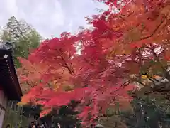 常寂光寺の自然