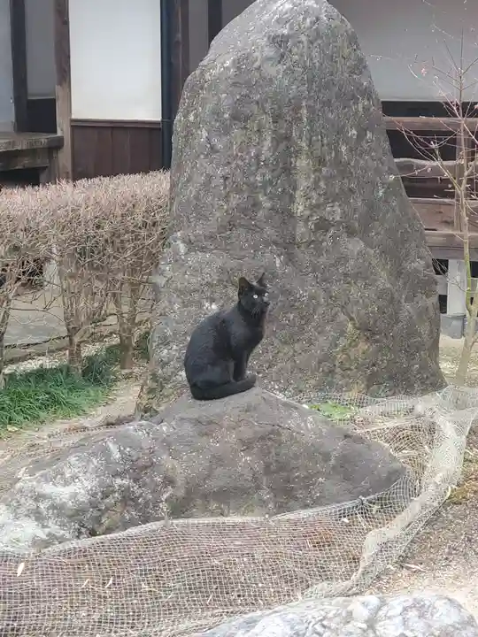 興聖寺の動物