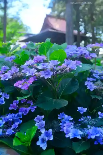 指扇氷川神社(埼玉県)