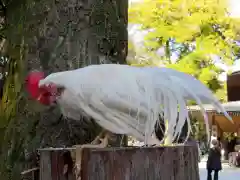 伊勢神宮内宮（皇大神宮）の動物