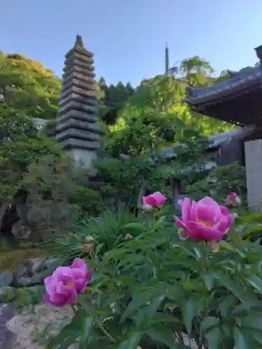 當麻寺　護念院の塔