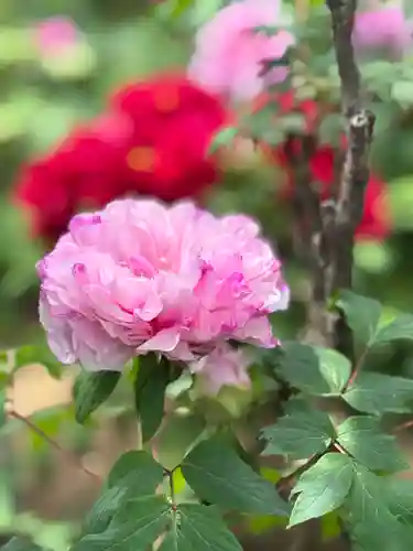 薬師院(兵庫県)