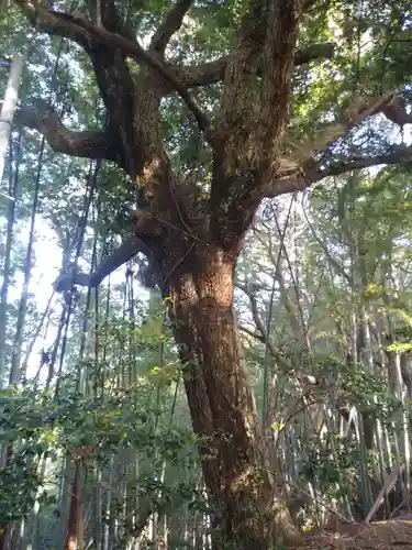 御船神社の自然