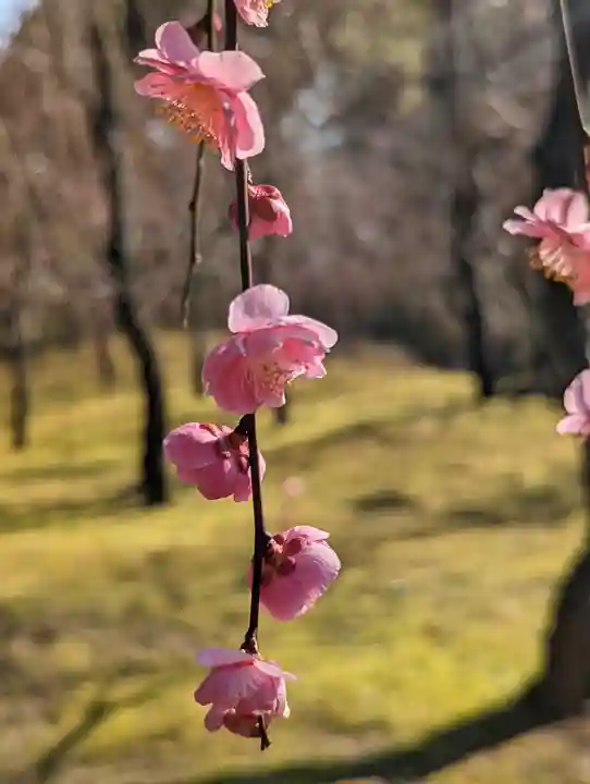 城南宮(京都府)
