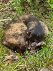 小松寺の動物